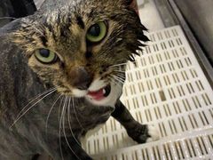 -宠颐生宠物医院·心肾内科·猫专科诊疗中心宠巢店
