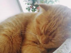 -藏猫猫咖啡主题馆(中央大道店)