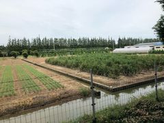 -上海长兴岛郊野公园