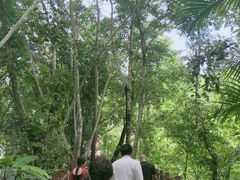 -西双版纳原始森林公园