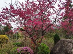 -广州市流溪河国家森林公园