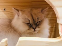 -BABIT巴比特宠物(MOMOPARK店)