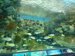 -上海海洋水族馆