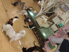 -萌喵咖啡屋(人民东路4号口M16商铺店)