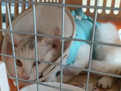 -瑞派宠物医院·犬猫全科·猫友好(宾水西道店)