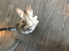 -吉丁鸟咖·异宠·寄养
