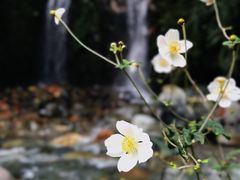 -西岭雪山大飞水景区