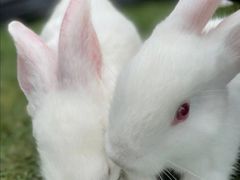 -前小桔亲子创意农场·草莓采摘·露营烧烤