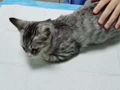 -东莞宠友24H宠物中心医院·转诊夜诊·异宠(新河北路院)