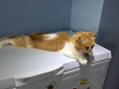 -喵的天空名猫咖啡馆·撸猫·猫舍·用品
