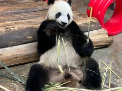 -海南热带野生动植物园
