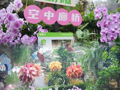 -正佳雨林生态植物园