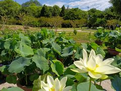 -莲花池公园