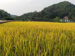 -红山村
