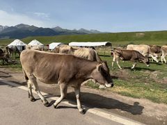 -新疆那拉提国家旅游度假区