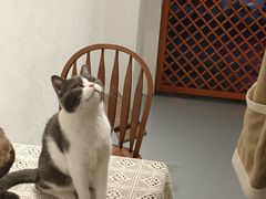 -猫友咖啡店(玉林西路店)