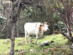 -硗碛藏寨·神木垒景区