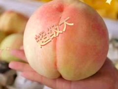 -老袁家蜜桃农场·阳山水蜜桃