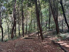 -铁山坪森林公园