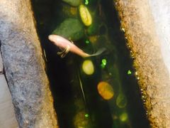 -阿木舂记·特色小吃(平江路店)