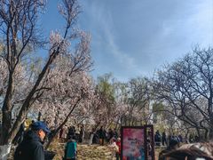 -桃花堤公园