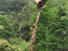 -都江堰中华大熊猫苑