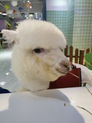 -Moni星球萌宠·小马宝莉·灵蛇·高端高阶全萌宠互动体验俱乐部(红豆国际广场店)