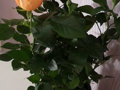 -金陵花卉交易市场