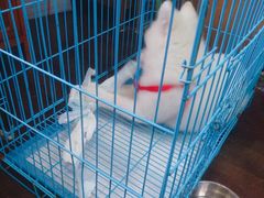 -翊宠yipet猫狗购宠庄园犬舍•猫舍