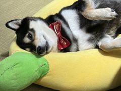 -逗柴咖啡屋·狗咖猫咖宠物桌游