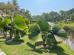 -中国科学院西双版纳热带植物园