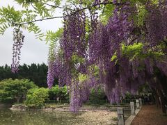 -嘉定紫藤园