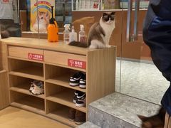 -米乐乖乖猫咪咖啡馆·猫咖(深圳湾后海汇店)