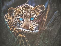 -罗红摄影艺术馆