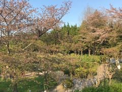 -嘉定紫藤园
