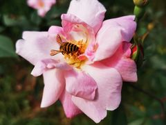 -南宁良凤江国家森林公园