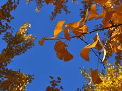 -朝阳公园游乐园