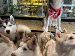 -Husky Go! 哈士奇体验馆·宠物咖啡厅狗咖