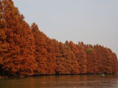 -上海海湾国家森林公园