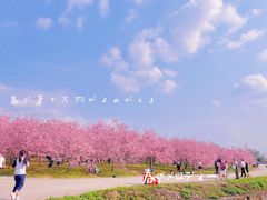 -天适樱花悠乐园