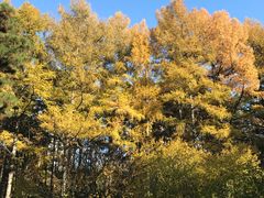 -中国科学院长春应用化学研究所(海航紫荆花饭店西北)