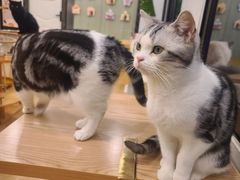 -有喵·猫咖·狗咖·40+猫狗有小奶狗(岗厦店)