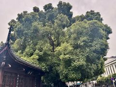 -南京市民俗博物馆(甘熙故居)