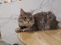 -楼上猫咖(罗湖店)