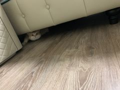 -东方名猫馆·英短金渐层布偶猫舍(环线广场1号楼店)