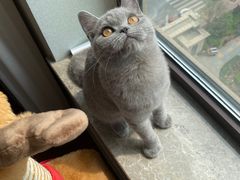 -猫大福·Fortune Cat猫舍(百子湾店)