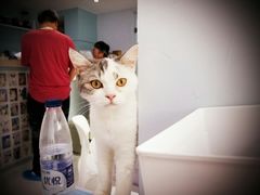 -喵的天空名猫咖啡馆·撸猫·猫舍·用品