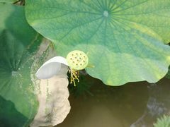 -武清南湖绿博园