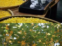 -龙坞茶村