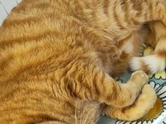 -李小姐の猫咖啡馆(五角场店)